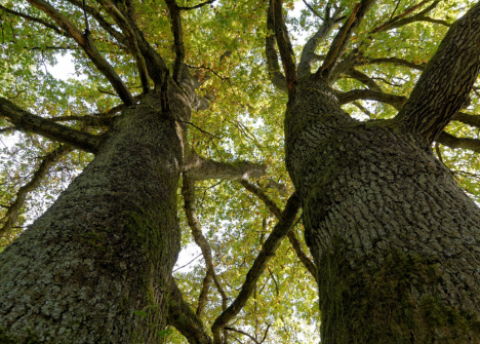 Symbolfoto Natur in Siegen (Foto: Stadt Siegen)